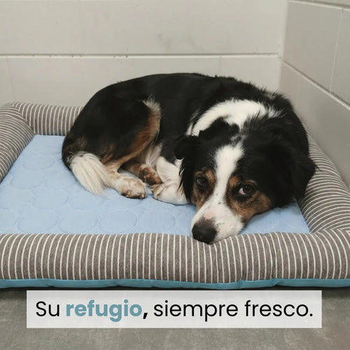 Cama de Verano Perro