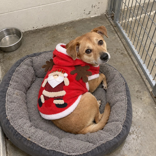 Traje de Navidad